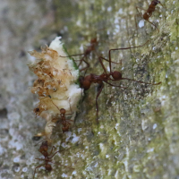 atta_cephalotes4bd (Atta cephalotes)