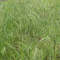 bromus_squarrosus3md (Bromus squarrosus)