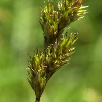Carex canescens (Laîche tronquée)