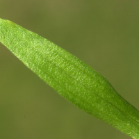 centaurium_littorale4bmd (Centaurium littorale)