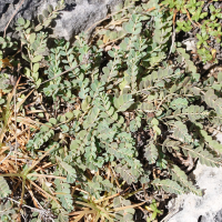 Euphorbia mesembrianthemifolia (Chamaesyce, Euphorbe)