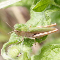 chorthippus_dorsatus3md (Chorthippus dorsatus)