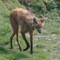 chrysocyon_brachyurus3bd (Chrysocyon brachyurus)