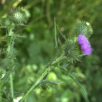 Cirsium_vulgare (Cirsium vulgare)