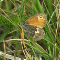 coenonympha_pamphilus1bmd (Coenonympha pamphilus)