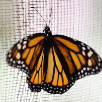 danaus_plexippus_megalippe2sd (Danaus plexippus ssp. megalippe)