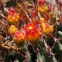 ferocactus_pilosus3md