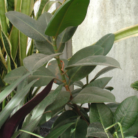 Ficus elastica (Caoutchouc)