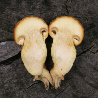 gymnopilus_spectabilis2md