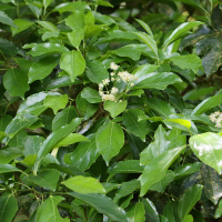 Hasseltia floribunda (Hasseltia)