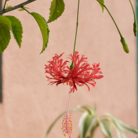 Hibiscus schizopetalus (Lanterne japonaise)