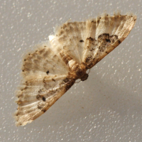 idaea_rusticata3md