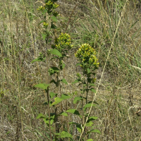 Inula conyza (Herbe aux mouches, Œil de cheval)