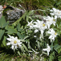 leontopodium_alpinum5md