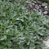 Lithodora oleifolia (Grémil à feuilles d'olivier)