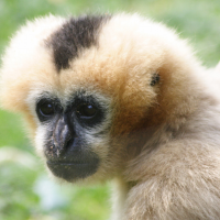 Nomascus leucogenys (Gibbon à favoris blancs)