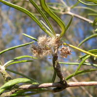 olearia_virgata2md