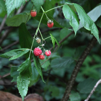 rubus_idaeus2bd (Rubus idaeus)