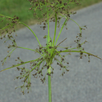 Scirpus_silvaticus