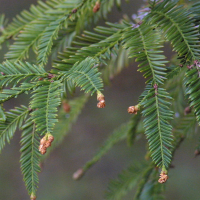 sequoia_sempervirens2md (Sequoia sempervirens)