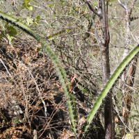 Acanthocereus tetragonus (Cactus)