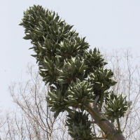 agave_vivipara2md (Agave vivipara)