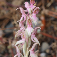 Anacamptis sancta (Orchidée, Orchis saint)