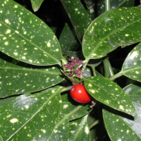 aucuba_japonica6md (Aucuba japonica)