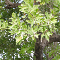 Avicennia germinans (Palétuvier gris, Palétuvier noir, Mangle gris)
