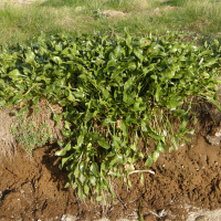 beta_maritima1bmd (Beta vulgaris ssp. maritima)