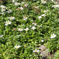 Chrysanthemum arcticum (Marguerite arctique, Chrysanthème arctique)