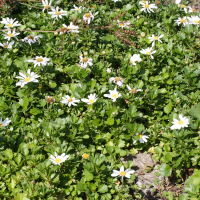 chrysanthemum_arcticum1md (Chrysanthemum arcticum)