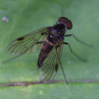 Chrysopilus cristatus (Chrysopilus)