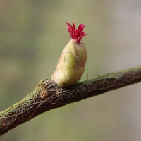 corylus_avellana4dmd (Corylus avellana)