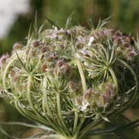 Daucus_carota (Daucus carota)