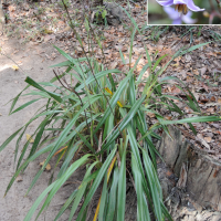 dianella_ensifolia4md (Dianella ensifolia)