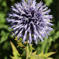 echinops_exaltatus2md (Echinops exaltatus)