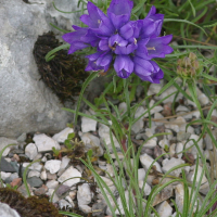 edraianthus_tenuifolius2md (Edraianthus tenuifolius)