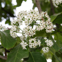 ehretia_dicksoni2md (Ehretia dicksonii)