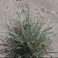 Elytrigia juncea ssp. juncea (Chiendent des sables)