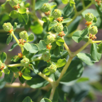 Euphorbia acanthothamnos (Euphorbe)