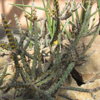 Euphorbia eyassiana (Euphorbe du lac Eyassi)