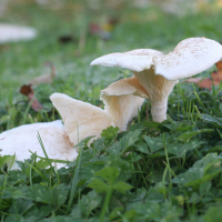 lentinus_tigrinus2md