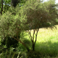 Leptospermum scoparium (Leptospermum, Myrte, Arbre à thé, Manuka)