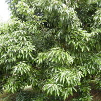 Litchi_chinensis