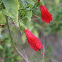 malvaviscus_arboreus4md