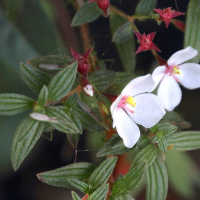 monochaetum_floribundum2md