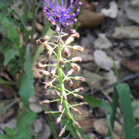 Muscari comosum (Muscari à houppe)