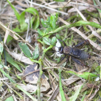 Nemobius sylvestris (Grillon des bois)