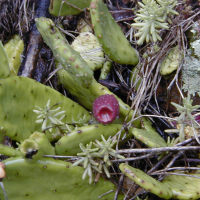 Opuntia_humifusa